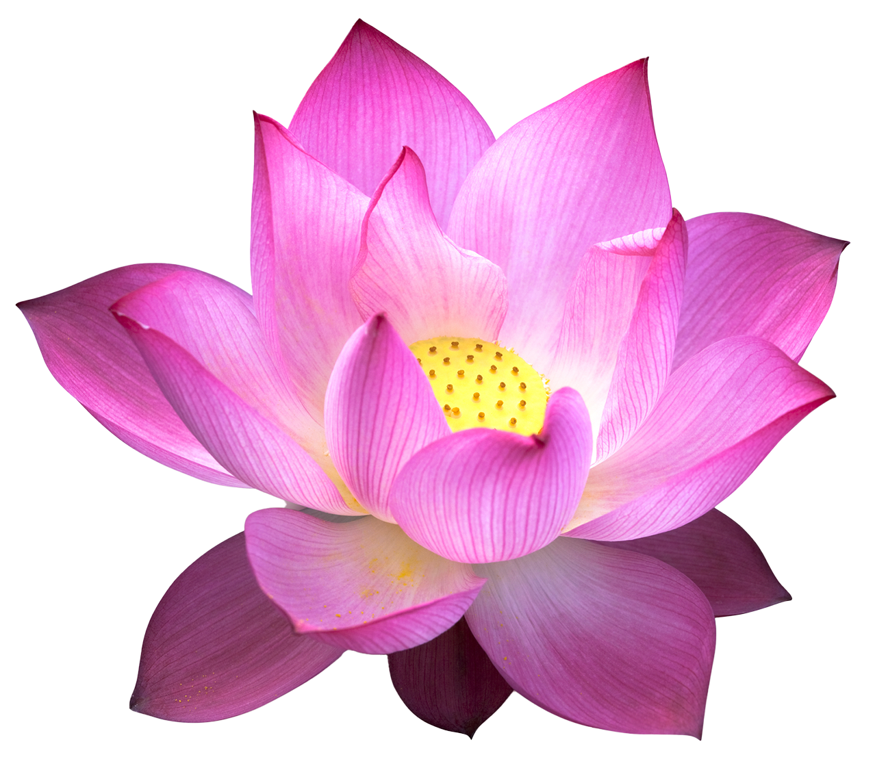 Lotus Flower